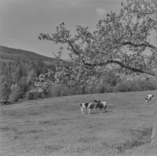 Frühling bei Mehltheuer : Landschaft bei Mehltheuer