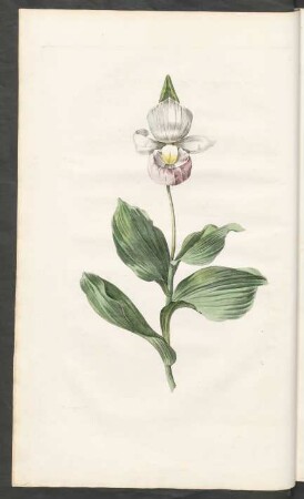 [Cypripedium album]