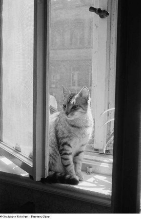 Eine auf einem Fensterbrett sitzende Katze