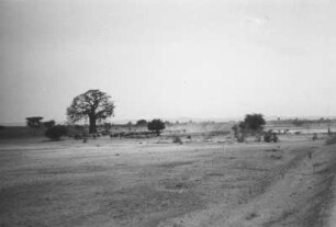 Landschaftsaufnahme : Eine Herde Rinde in der Steppe.