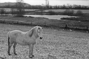 Pony auf Weide: hinten Zaun, Rehhorster Teich, Strommasten und Knicklandschaft
