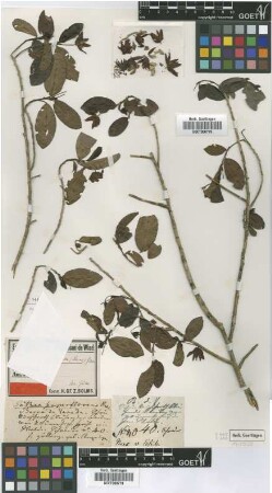 Pavonia semperflorens (Nees) Garcke [isotype]