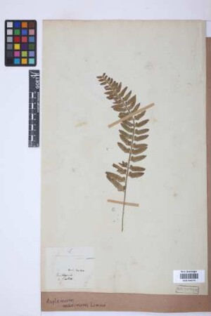 Asplenium marinum