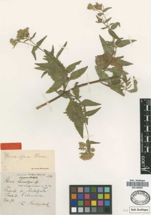 Stevia boliviensis Sch.Bip.