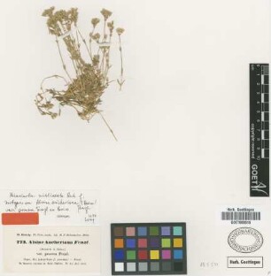 Alsine aucheriana (Boiss.) Fenzl. var. Fenzl. ex Boiss. procera[isotype]