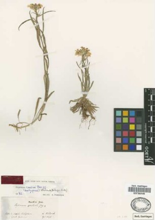 Erysimum australe J.Gay