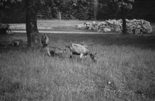 Ziegen : Ziegen auf einer Wiese, vermutlich in Aschberg (Kamenac)