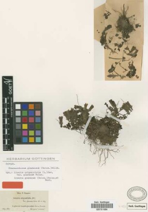 Linaria glareosa (Boiss.) Boiss. et Reut.