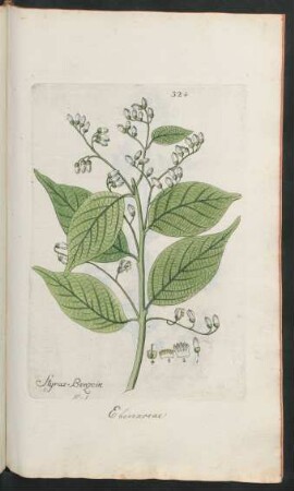 324. Styrax benzoin