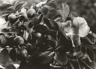 Kartoffel-Rose (Rosa rugosa), auch Apfel-Rose, Japan-Rose oder Kamtschatka-Rose. Zweig mit Blüte und Früchten
