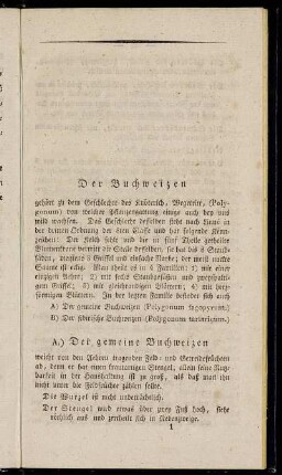 Der Buchweizen