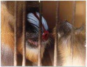 Mandrill mit Jungtier
