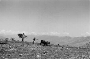 Wolaytta Bauer (Äthiopienreise 1937/1938 - 3. Fahrt: von Addis Abeba nach Mogadischu und zurück)