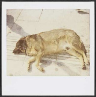 Schlafender, herrenloser Hund in Athen
