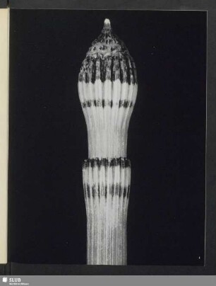 Equisetum hiemale, Junger Sproß des Schachtelhalms im Frühling