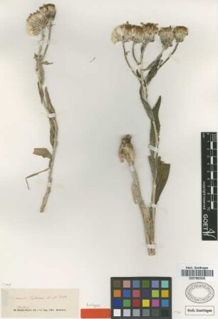 Senecio eubaeus Boiss. & Heldr. [isotype]