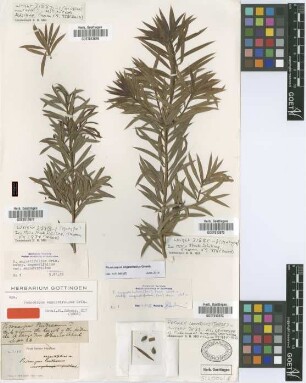 Podocarpus angustifolius Griseb. [original material]