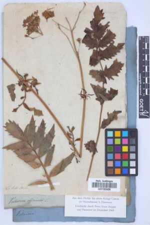 Valeriana officinalis L.