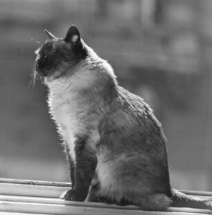 Katze auf der Fensterbank