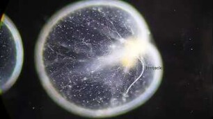 Noctiluca scintillans Helgoland 2012