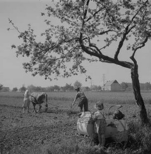 Dresden-Gorbitz. Neubauern auf dem Feld und zwei Mädchen mit Kinderwagen