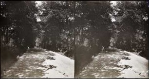 Wald von Meudon