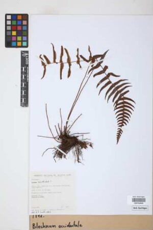 Blechnum occidentale L.
