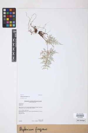 Asplenium fragrans Sw.