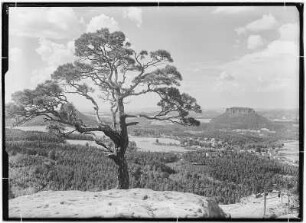 Blick vom Papststein nach Gohrisch mit Kiefer