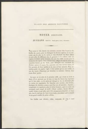 Noyer ordinaire. Juglans Regia ...