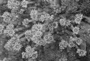 Dickblattgewächse (Crassulaceae). Berghauswurz (Sempervivum montanum). Blühender Bestand