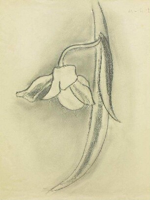 Blatt und Blume