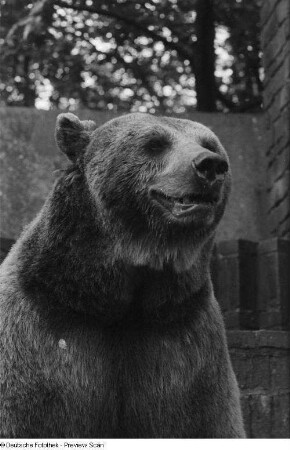 Braunbär : Ein Braunbär im Leipziger Zoo