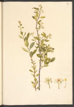 Celastrus buxifolius, Blatt 14