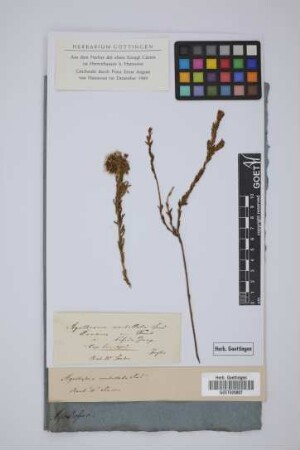 Diosma bifida Jacq.