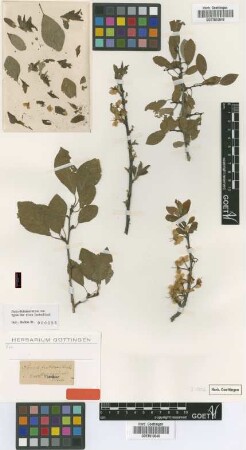 Prunus fruticans Weihe [type]