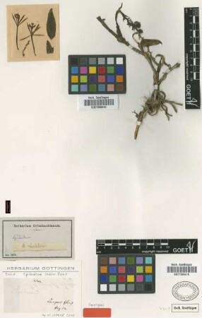 Epidendrum lechleri Rchb.f. [paratype]
