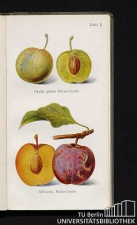 Tafel X. Große grüne Reineclaude und Althanns Reineclaude.