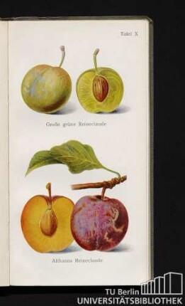 Tafel X. Große grüne Reineclaude und Althanns Reineclaude.