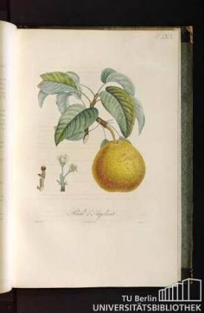 Pl. LXIX. Poire d'Agobert.