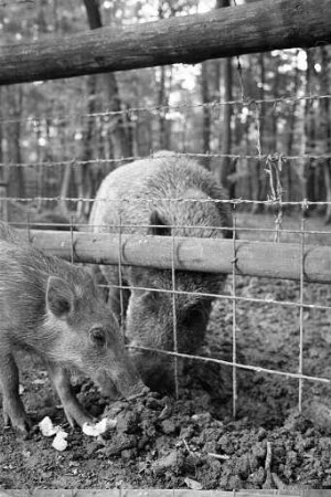 Nachwuchs bei den Wildschweinen im Tierpark Oberwald