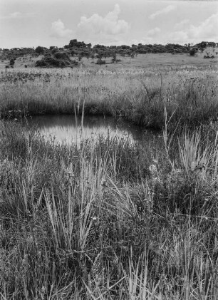 Wasserloch : Ein Wasserloch in der Savanne Tansanias