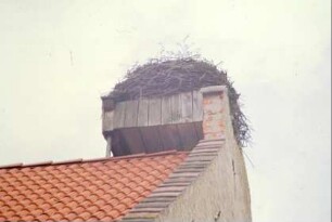 Storchennest auf Wirtschaftsgebäude Nr. 33: Störche sind seit Jahrzehnten kaum noch hier anzutreffen