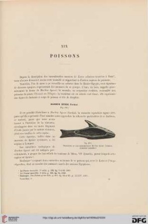 XIX: Poissons