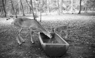 Mufflons im Tierpark Oberwald.