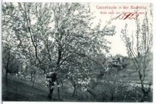 Cossebaude. in der Baumblut, Blick nach d. Weinbergstraße
