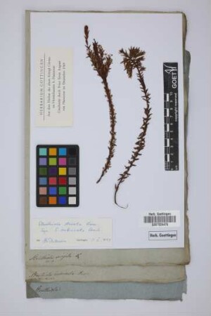 Struthiola imbricata Andr.