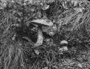 Laubwald-Rotkappe : Laubwald-Rotkappe (Leccinum aurantiacum Gray).