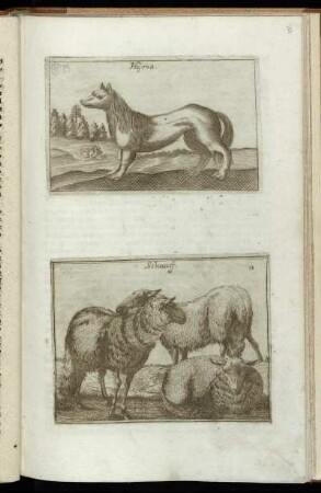 [Abb. VI.] Hyena / Schaaff