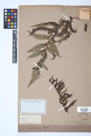 Alsophila latebrosa Wall. ex Hook.